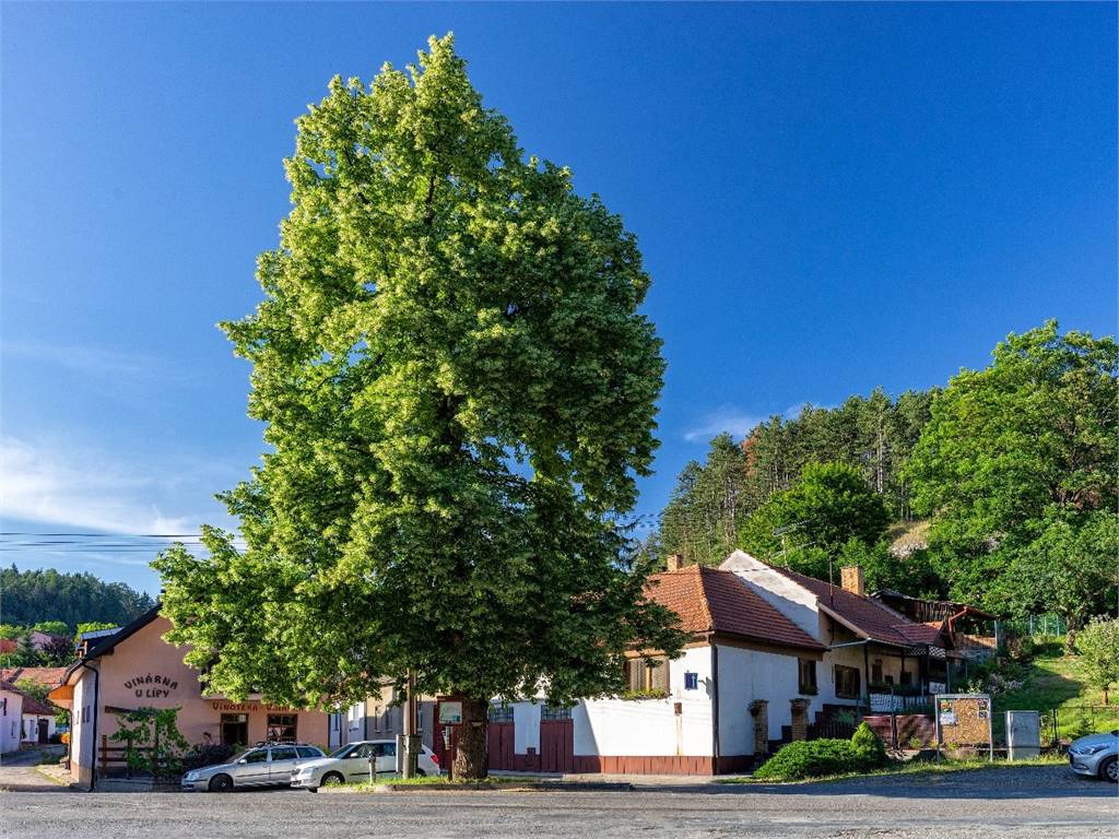 Lípa v Zádvoří – Strom roku ČR v roce 2018